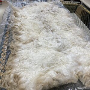 2024 Dense white crimpy locks - Alpaca  Fleece ~ Nicholas