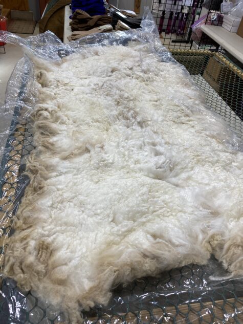 2024 Dense white crimpy locks - Alpaca  Fleece ~ Nicholas