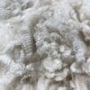 2024 Dense white crimpy locks - Alpaca  Fleece ~ Nicholas - Image 7
