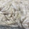 2024 Dense white crimpy locks - Alpaca  Fleece ~ Nicholas - Image 8