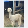 2024 Dense white crimpy locks - Alpaca  Fleece ~ Nicholas - Image 2
