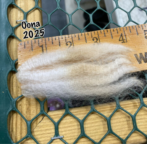 SOLD ~ 2025 White Alpaca Fleece ~ Oona Cria coat