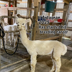 Quarry Critters d'Artagnan