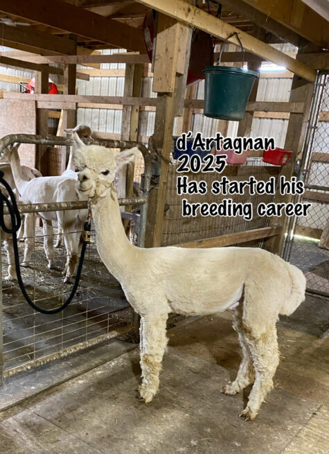 Quarry Critters d'Artagnan