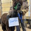 2025 True Black Alpaca Fleece ~ Shooter - Image 4