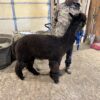 2025 True Black Alpaca Fleece ~ Shooter - Image 3