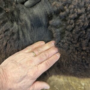 2025 True Black Alpaca Fleece ~ Shooter