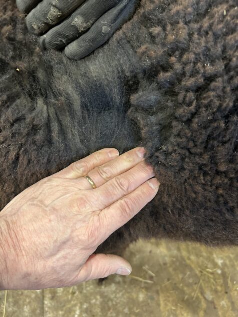 2025 True Black Alpaca Fleece ~ Shooter