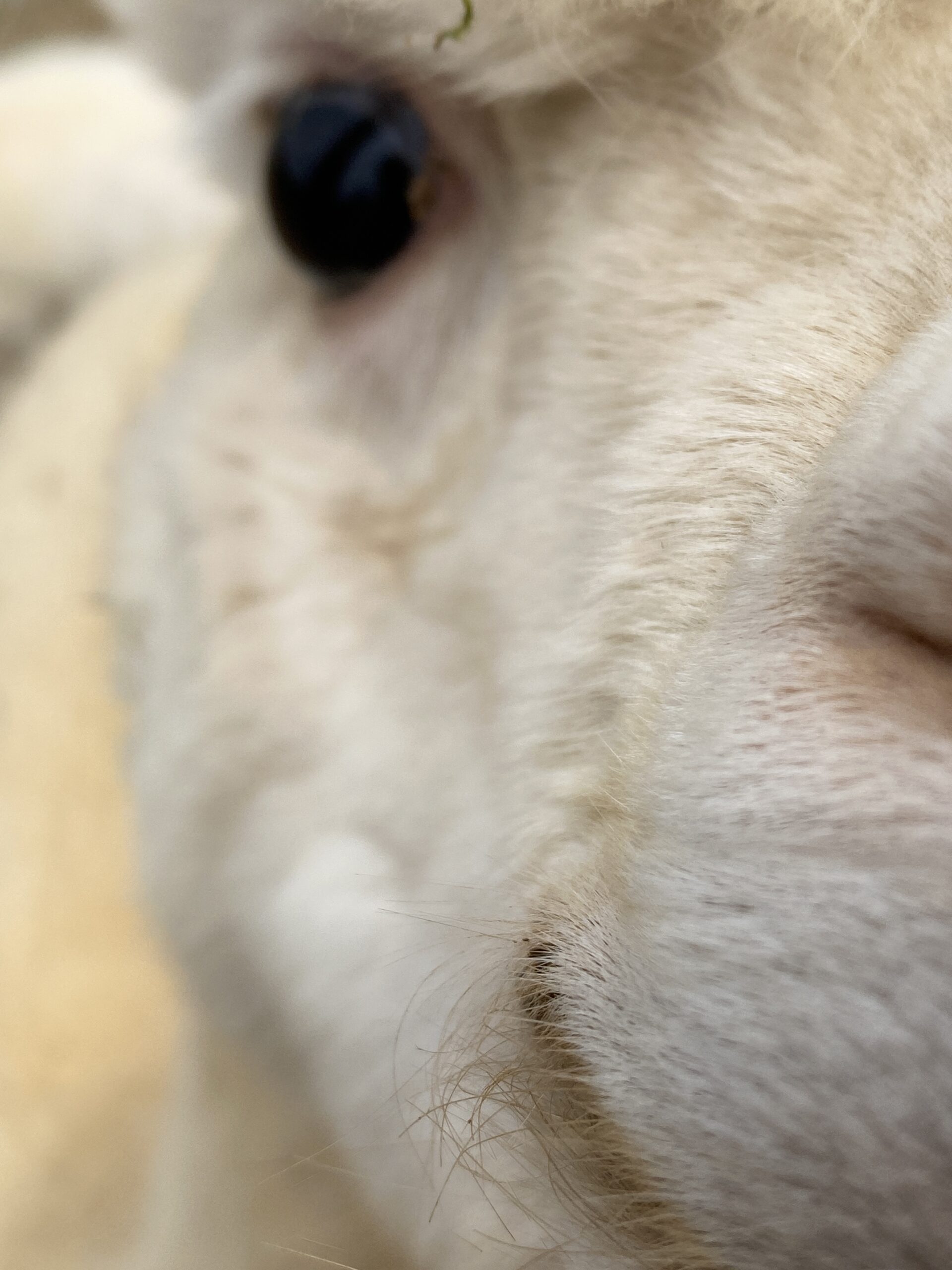 Reserve 2027 ~ White Alpaca Fleece ~ Oona - Image 2