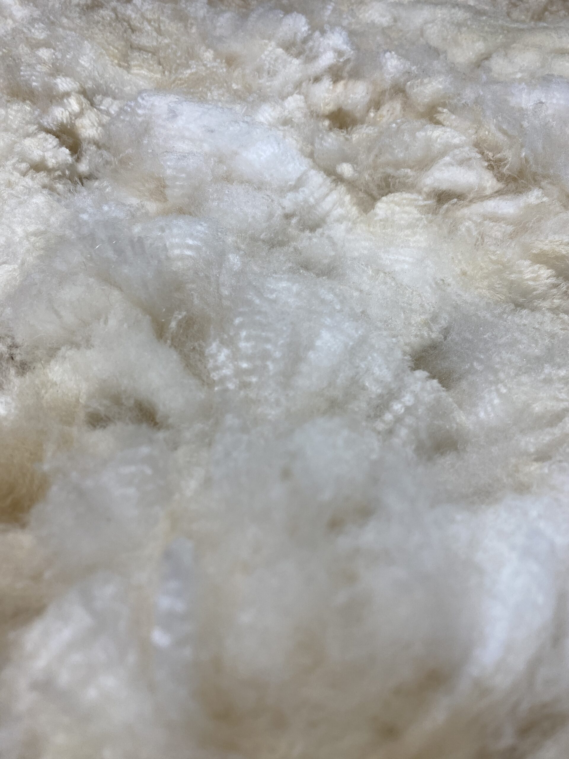 Reserve 2027 ~ White Alpaca Fleece ~ Oona - Image 4