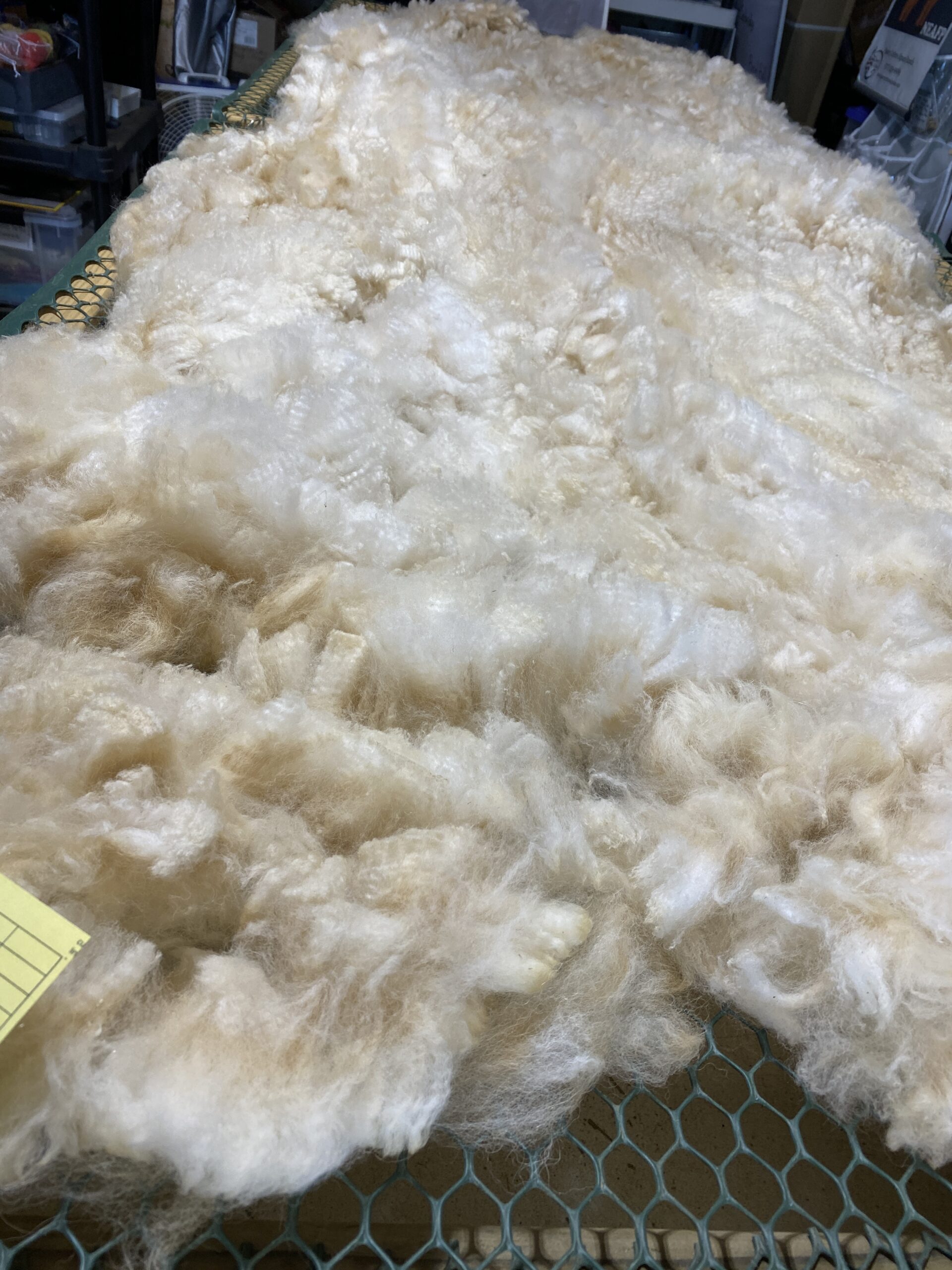 Reserve 2027 ~ White Alpaca Fleece ~ Oona - Image 5