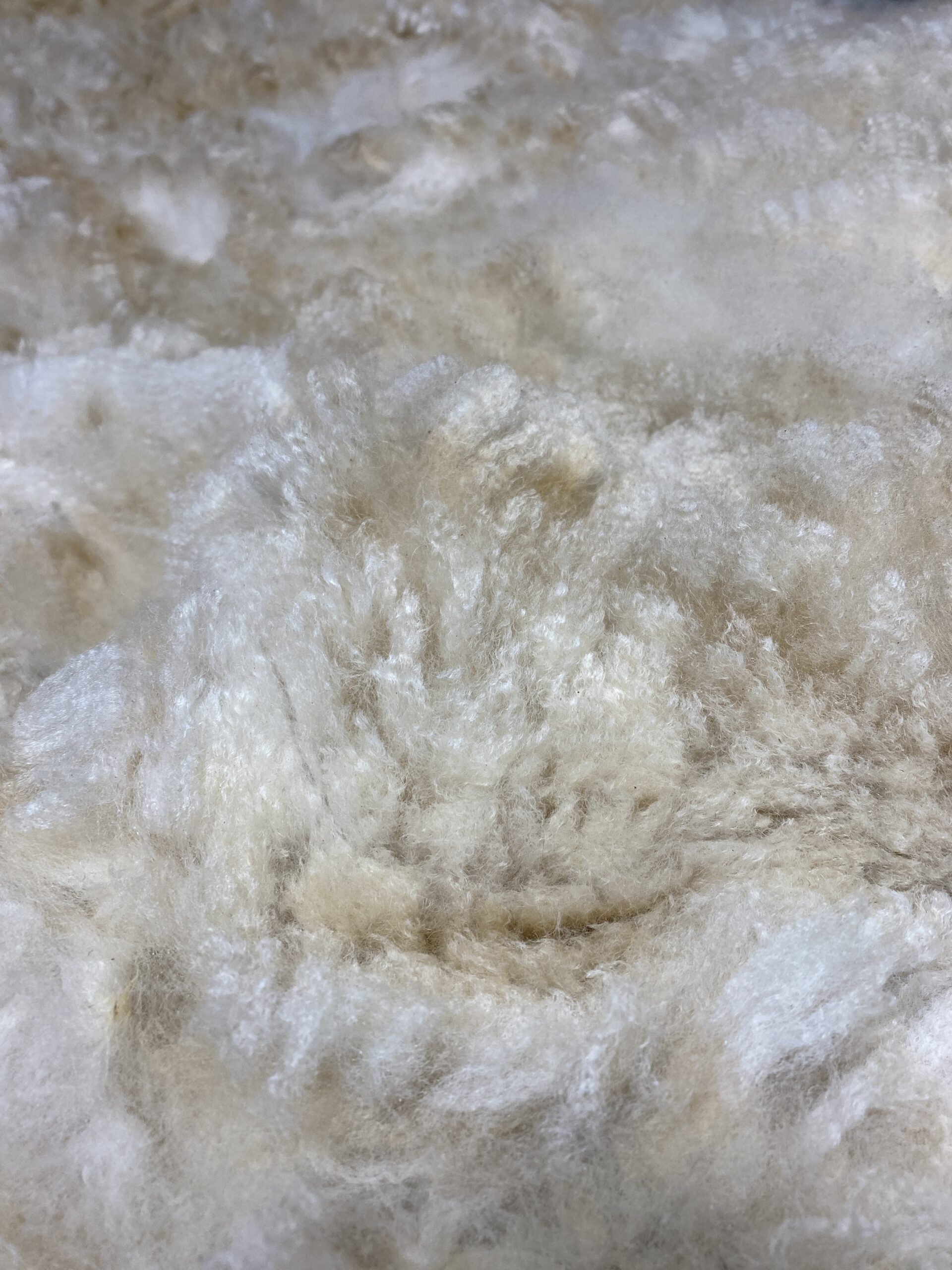 Reserve 2027 ~ White Alpaca Fleece ~ Oona - Image 6