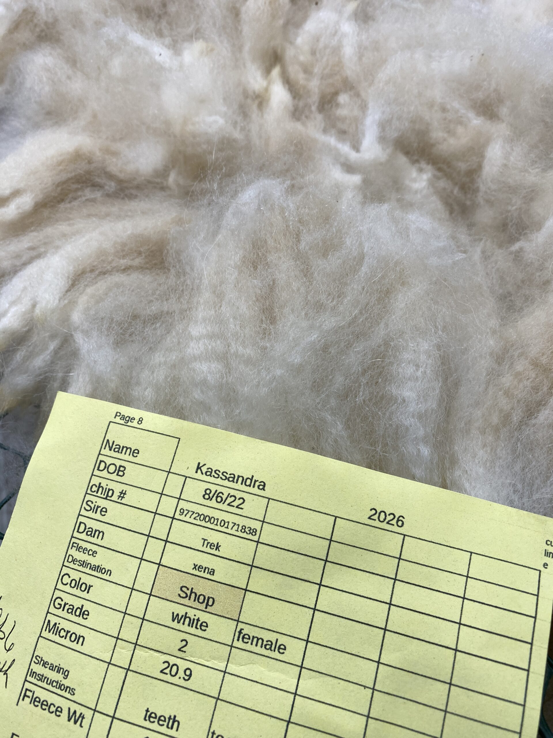 Reserve 2027~ white crimpy locks - Alpaca Fleece ~ Kassandra - Image 4
