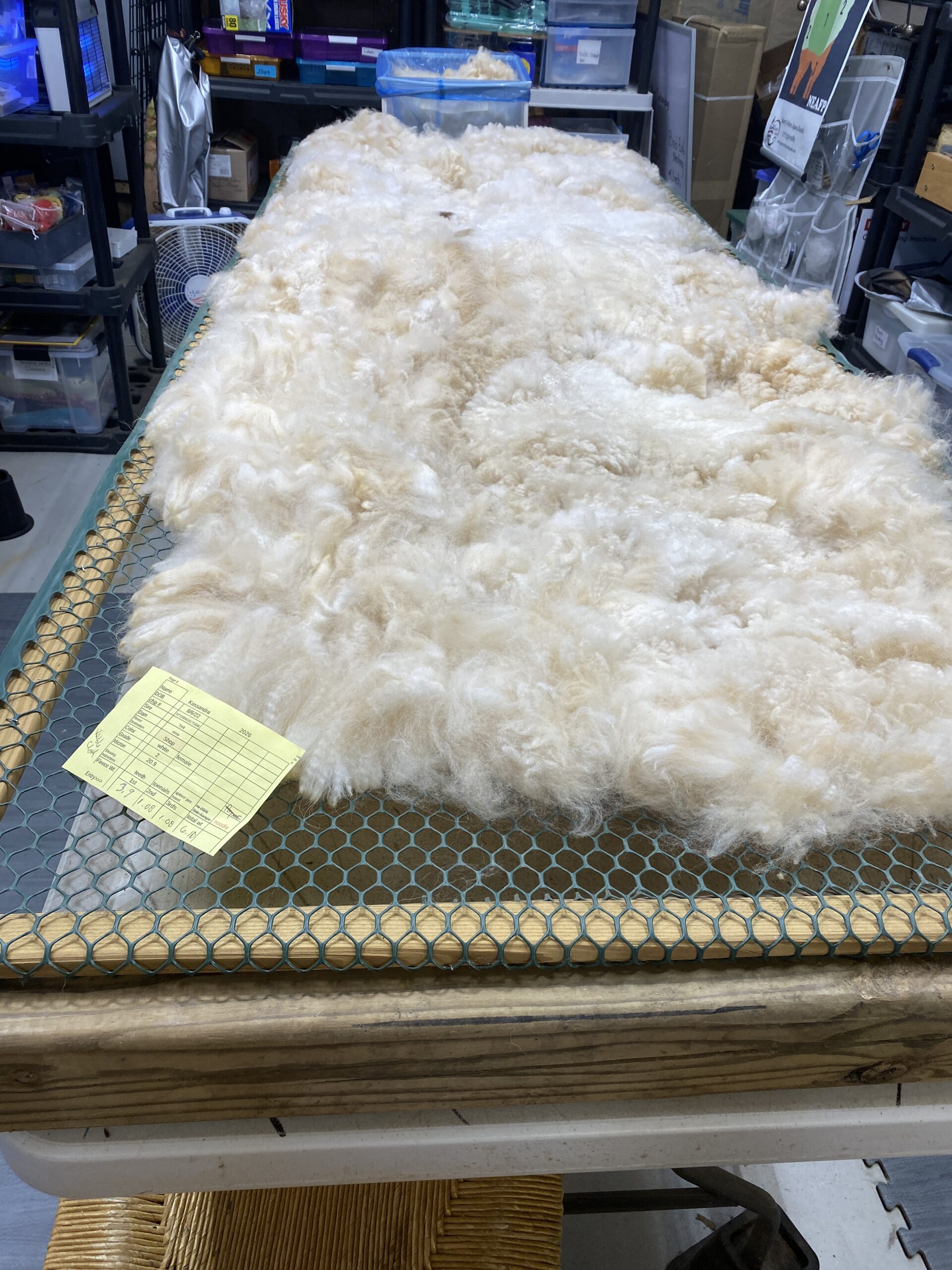 Reserve 2027~ white crimpy locks - Alpaca Fleece ~ Kassandra - Image 5