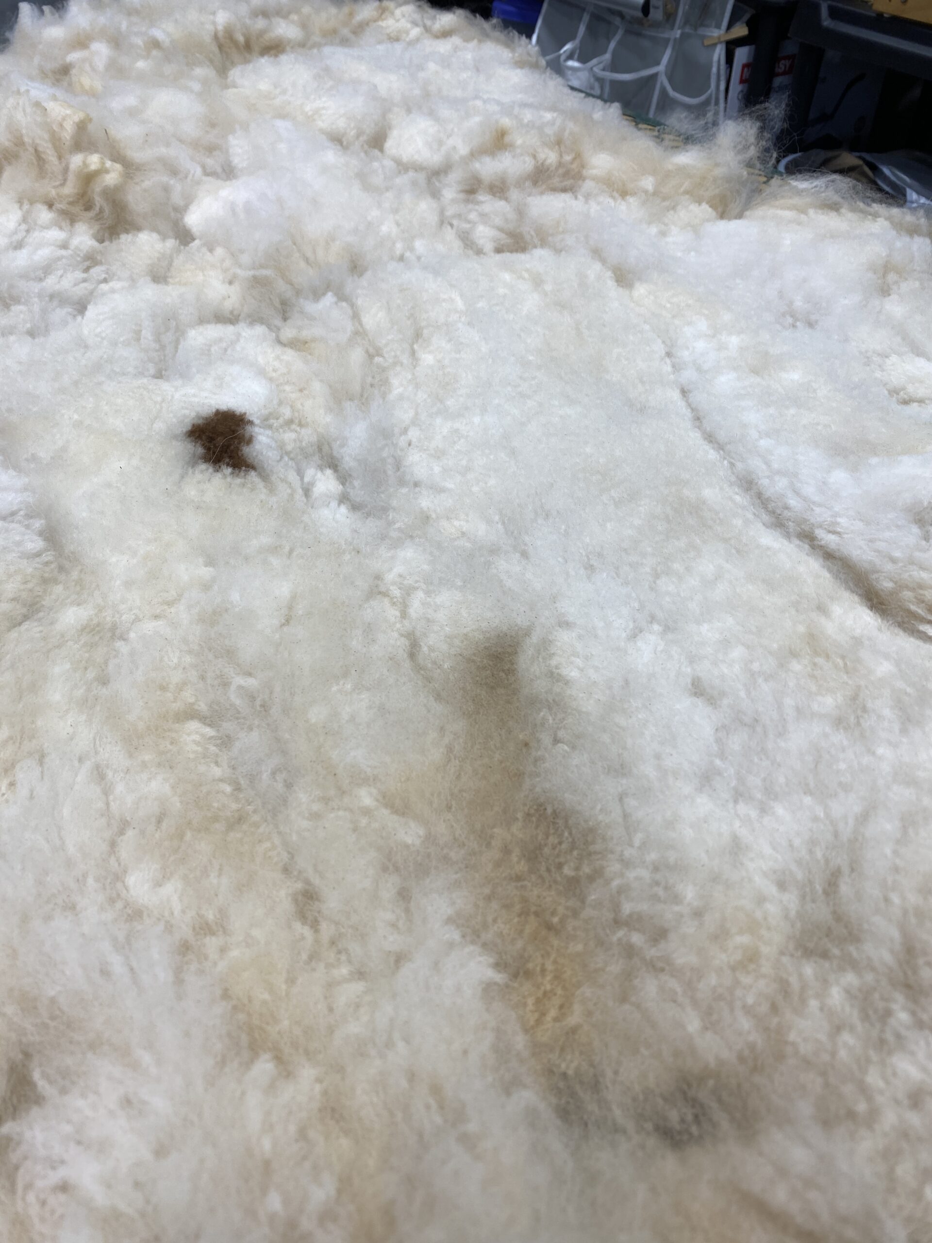 Reserve 2027~ white crimpy locks - Alpaca Fleece ~ Kassandra - Image 6