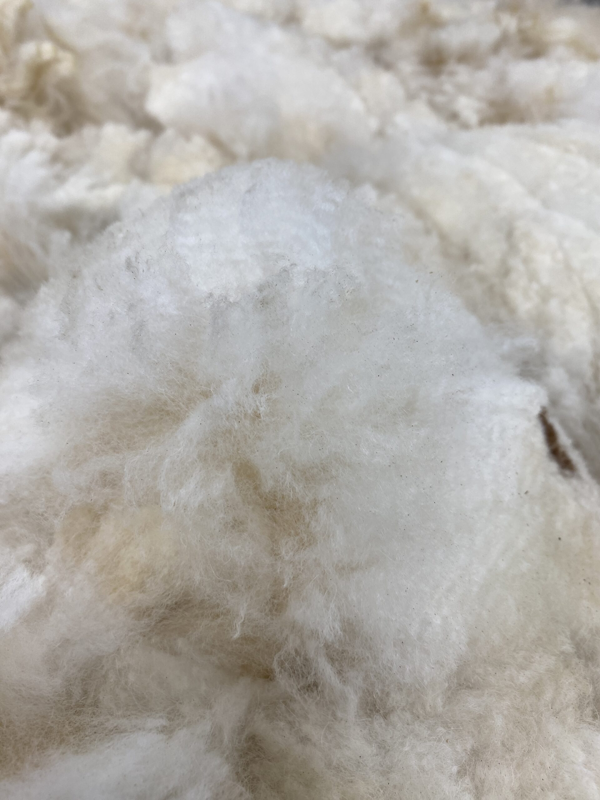 Reserve 2027~ white crimpy locks - Alpaca Fleece ~ Kassandra - Image 7