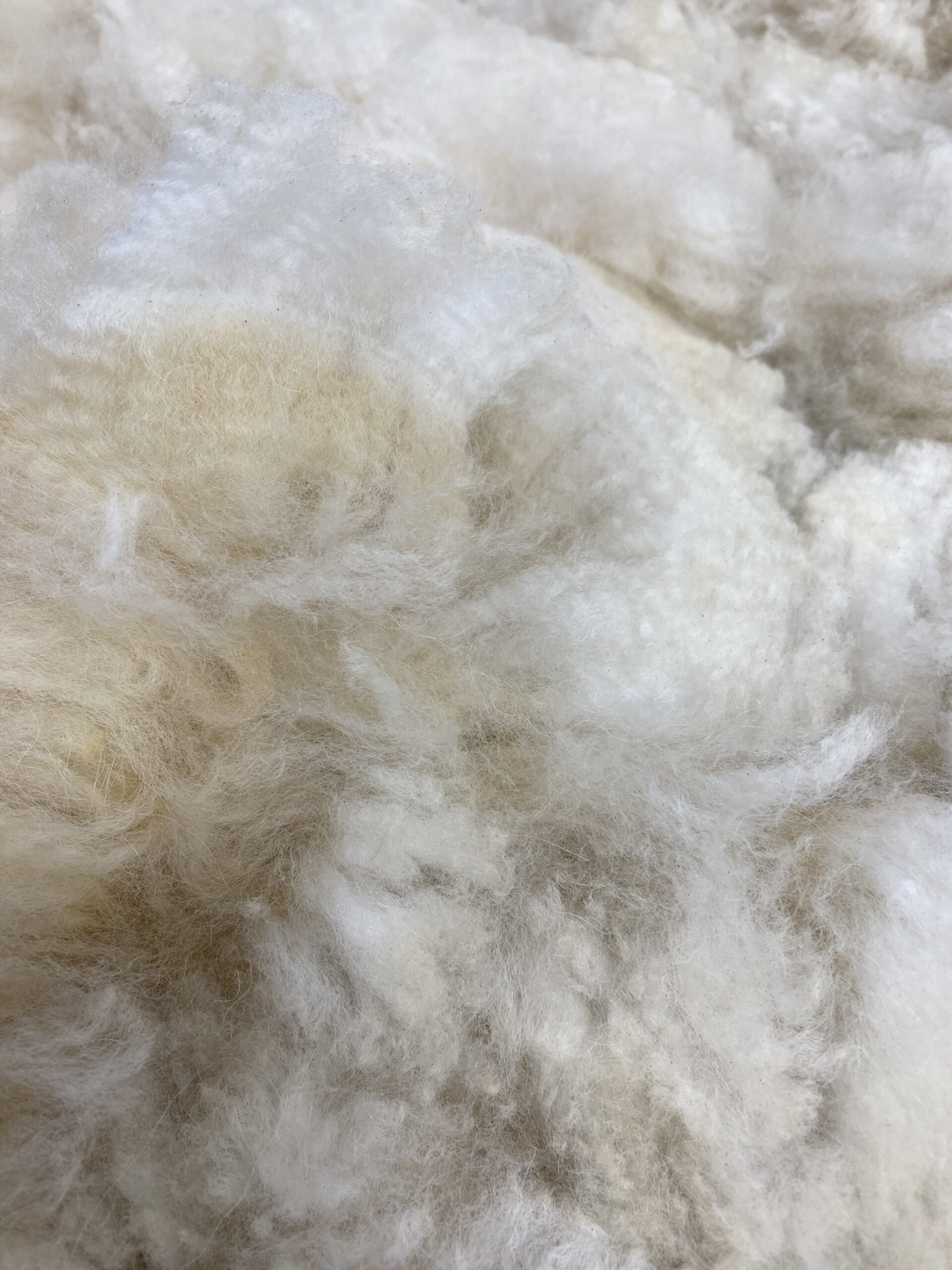 Reserve 2027~ white crimpy locks - Alpaca Fleece ~ Kassandra - Image 8