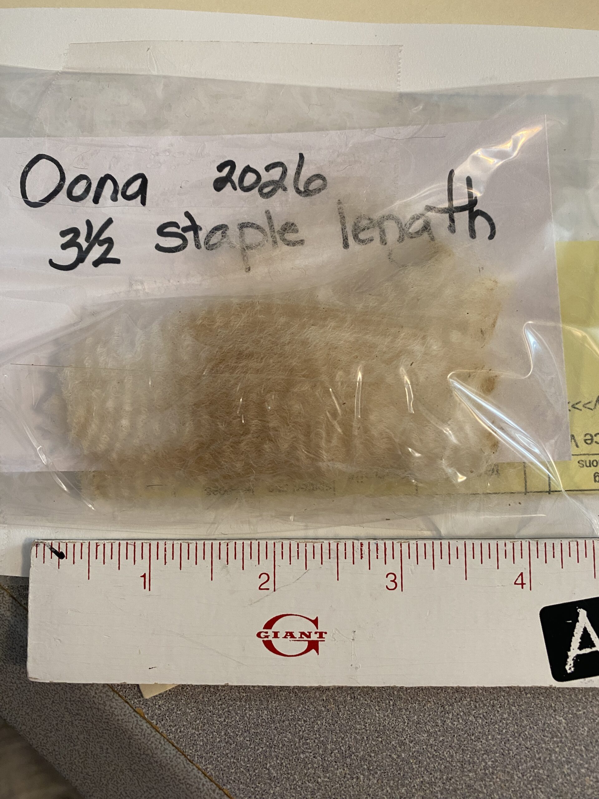 Reserve 2027 ~ White Alpaca Fleece ~ Oona - Image 3