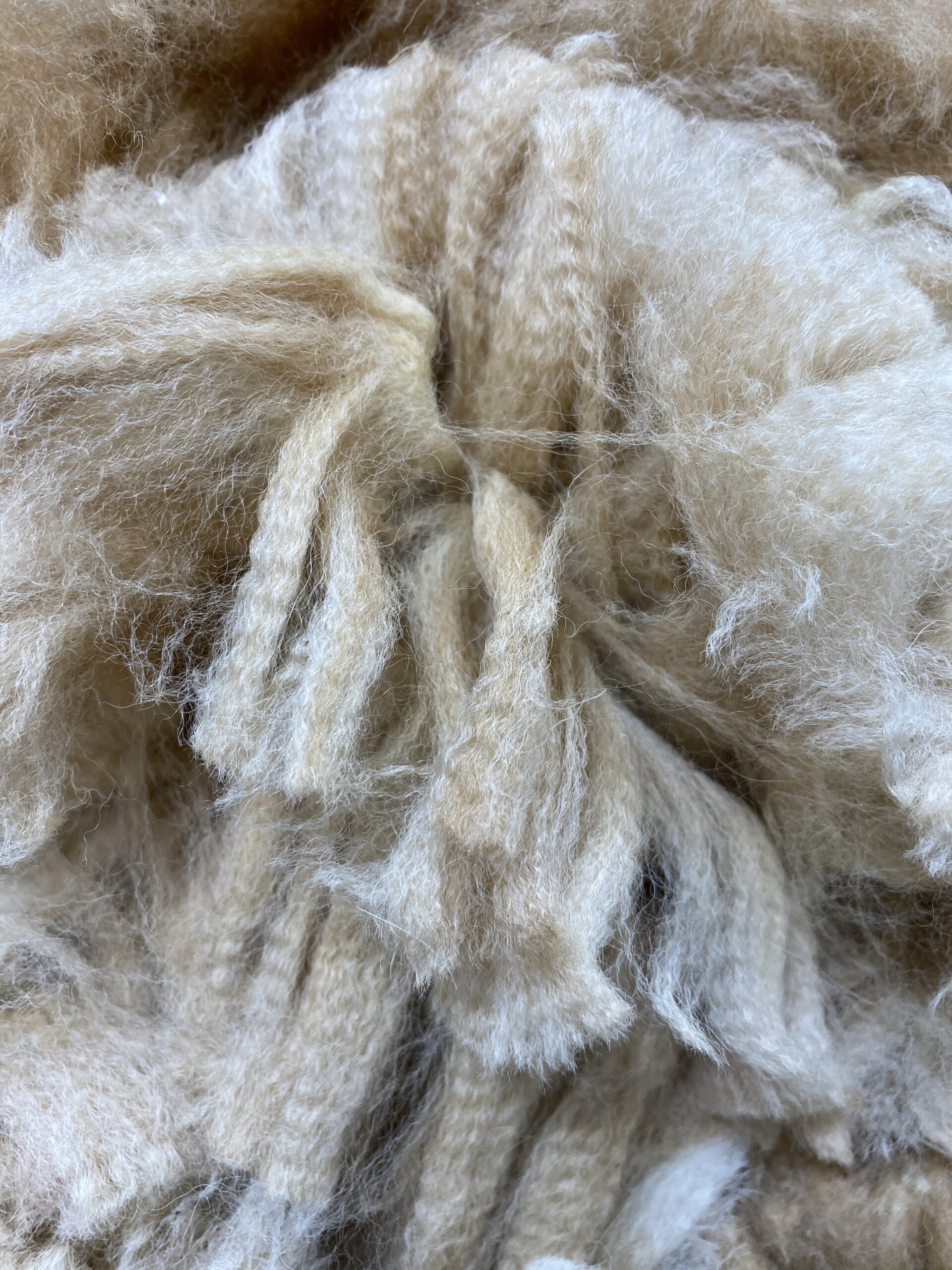 2026 ~ Med Fawn - Alpaca Fleece ~ Roxanne - Image 2