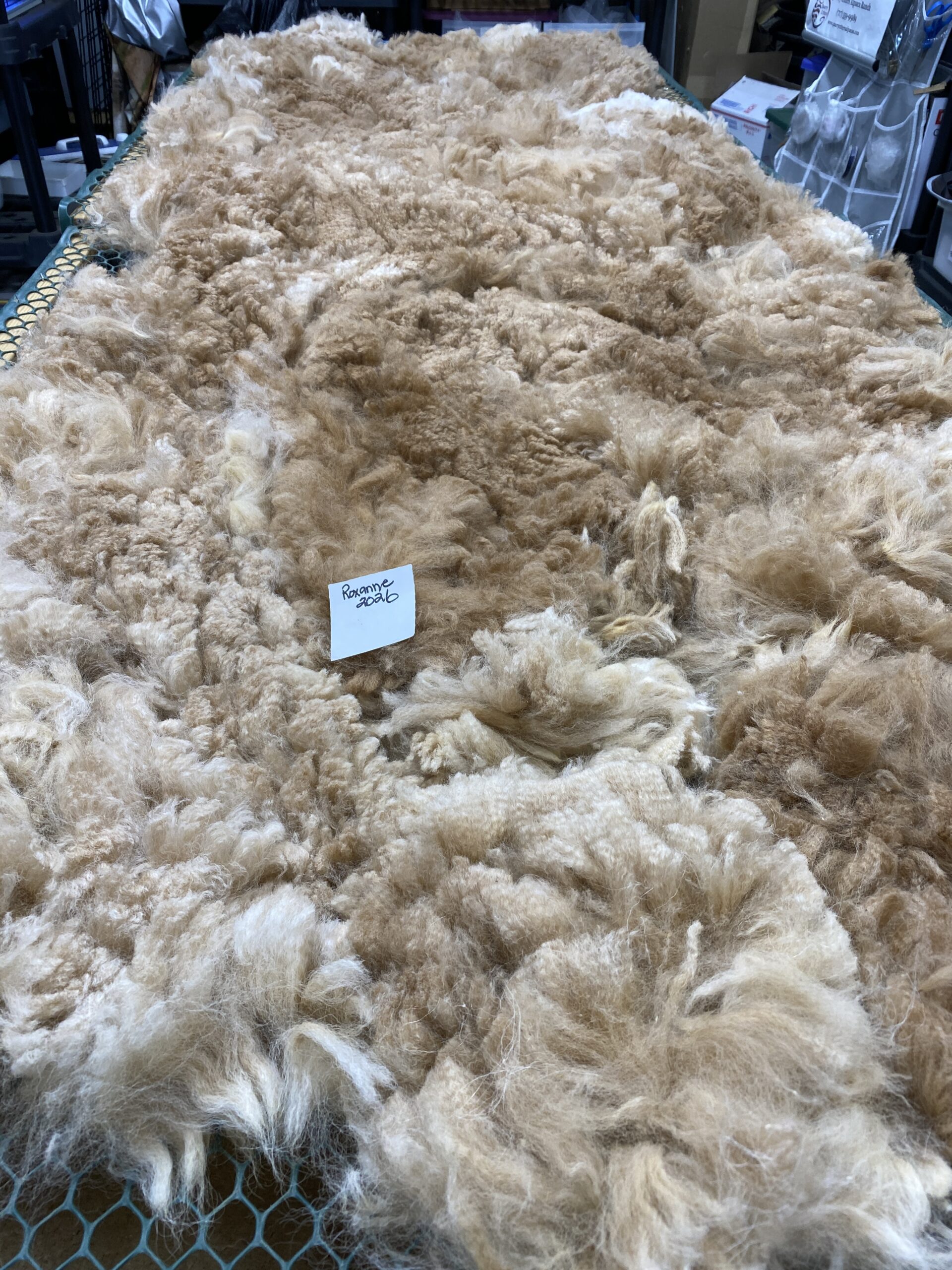 2026 ~ Med Fawn - Alpaca Fleece ~ Roxanne - Image 3
