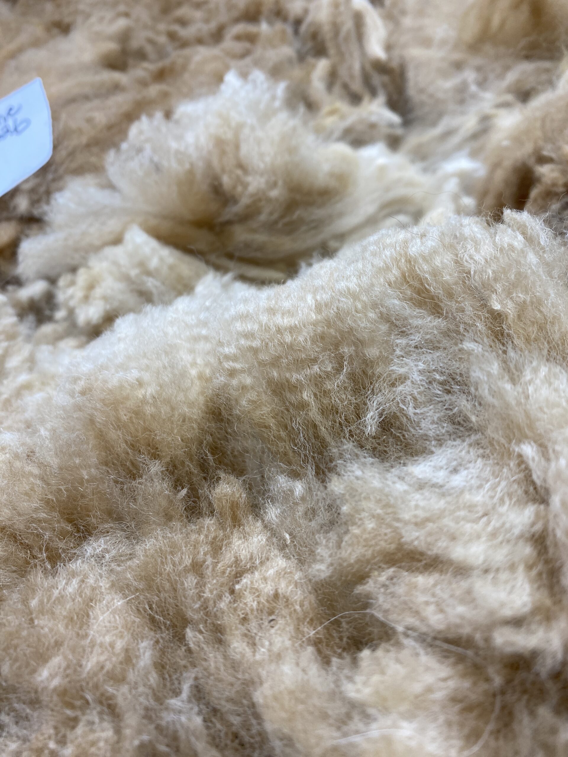 2026 ~ Med Fawn - Alpaca Fleece ~ Roxanne