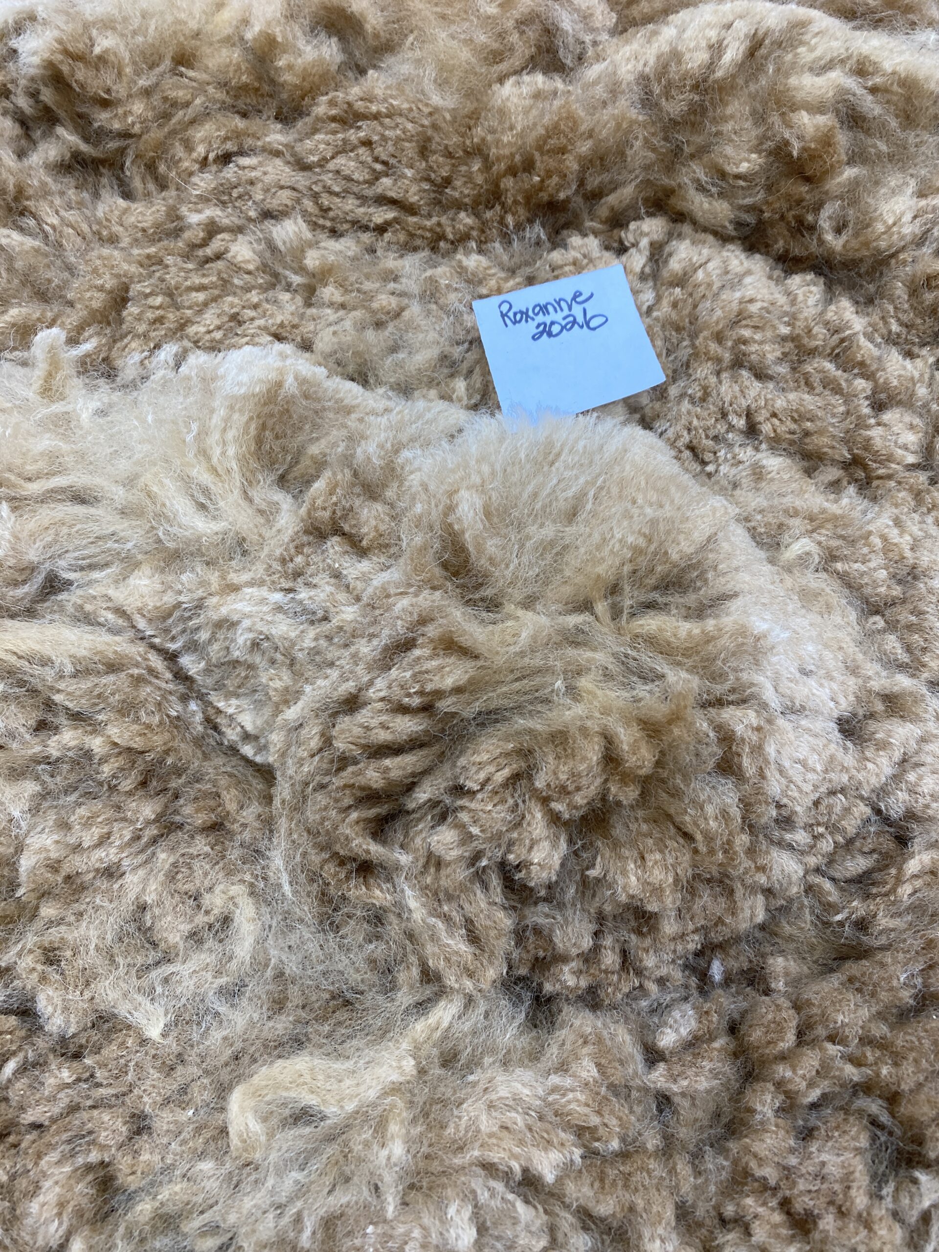2026 ~ Med Fawn - Alpaca Fleece ~ Roxanne - Image 5