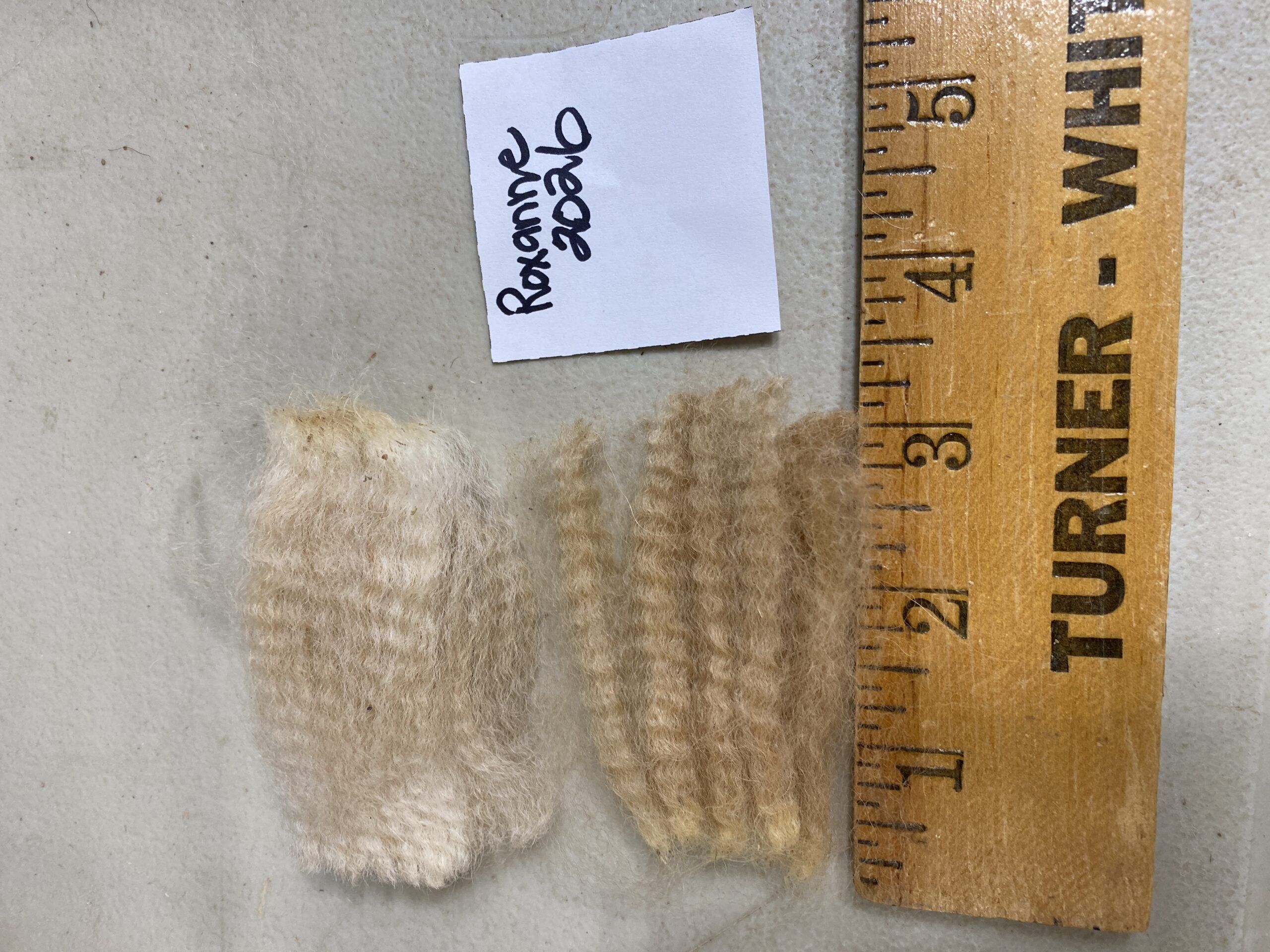 2026 ~ Med Fawn - Alpaca Fleece ~ Roxanne - Image 6