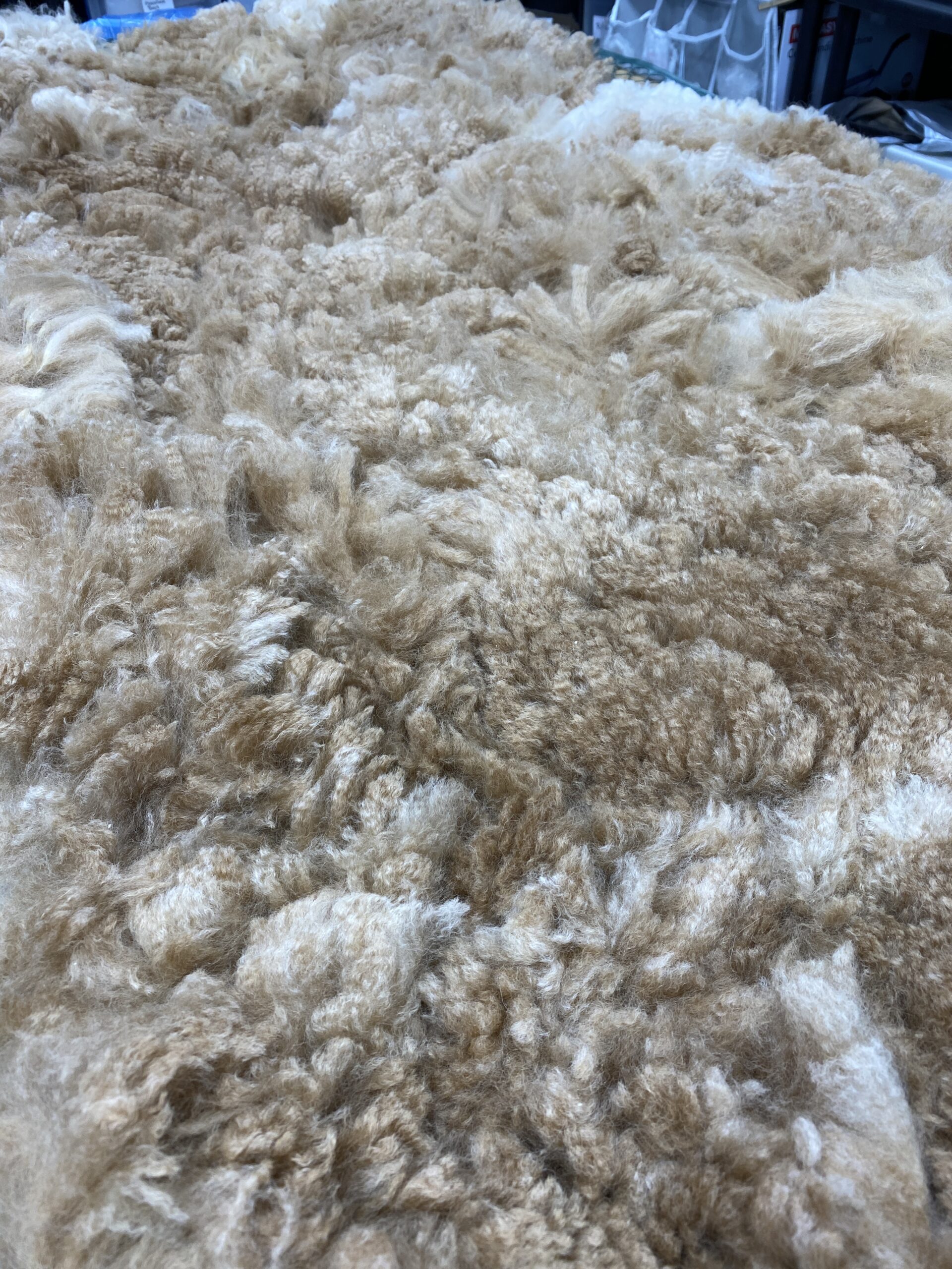2026 ~ Med Fawn - Alpaca Fleece ~ Roxanne - Image 7
