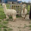 2025 white crimpy locks - Alpaca  Fleece ~ Bellflower - Image 2