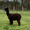 2025 True Black Alpaca Fleece (Monet) - Image 4
