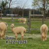 SOLD ~ 2025 White Alpaca Fleece ~ Oona Cria coat - Image 5