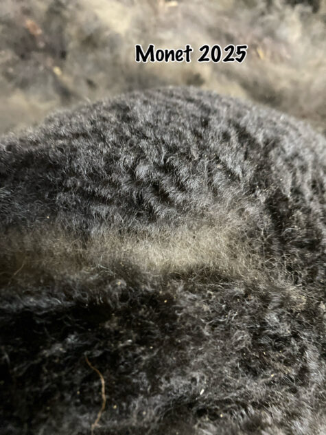 2025 True Black Alpaca Fleece (Monet)