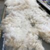 2025 white crimpy locks - Alpaca  Fleece ~ Kassandra - Image 4