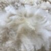 2025 white crimpy locks - Alpaca  Fleece ~ Kassandra - Image 6