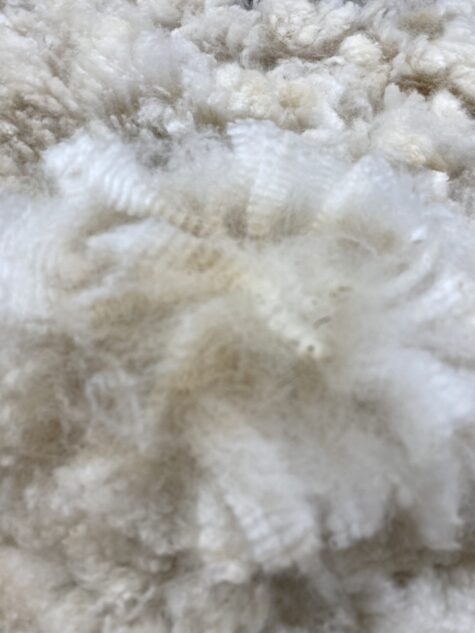 2025 white crimpy locks - Alpaca  Fleece ~ Kassandra