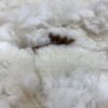 2025 white crimpy locks - Alpaca  Fleece ~ Kassandra - Image 7