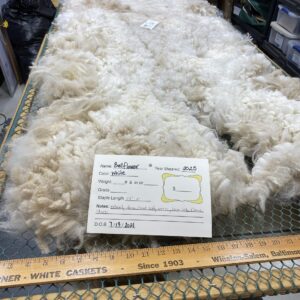 2025 white crimpy locks - Alpaca  Fleece ~ Bellflower
