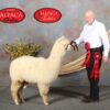 2025 white crimpy locks - Alpaca  Fleece ~ Kassandra - Image 2