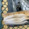 SOLD ~ 2025 White Alpaca Fleece~ Finn - Image 2