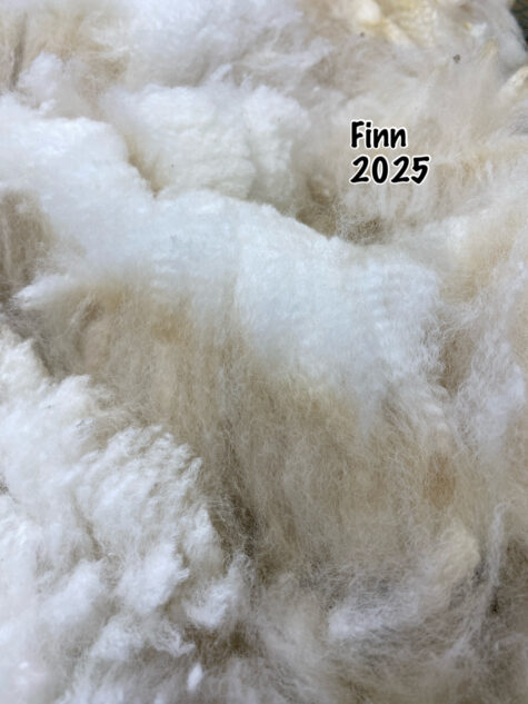 SOLD ~ 2025 White Alpaca Fleece~ Finn
