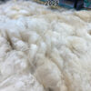 SOLD ~ 2025 White Alpaca Fleece~ Finn - Image 5