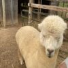 SOLD ~ 2025 White Alpaca Fleece~ Finn - Image 6