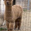 SOLD ~ 2025 Dark Fawn - Alpaca  Fleece ~ Rum Raisin - Image 7