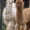 SOLD ~ 2025 Dark Fawn - Alpaca  Fleece ~ Rum Raisin - Image 8