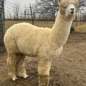 Quarry Critters Nickolas