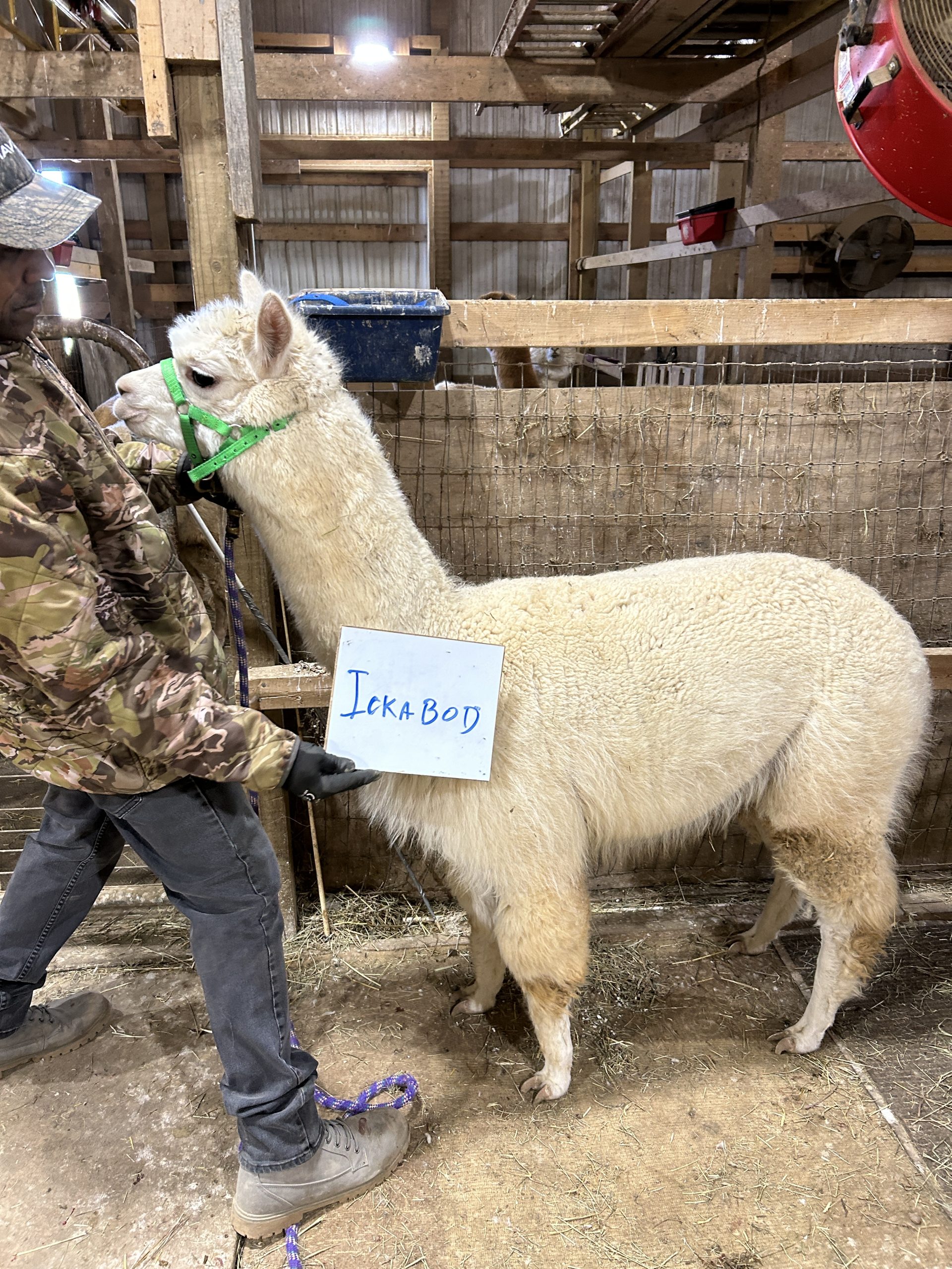 Alpaca Roving Blend - Image 3