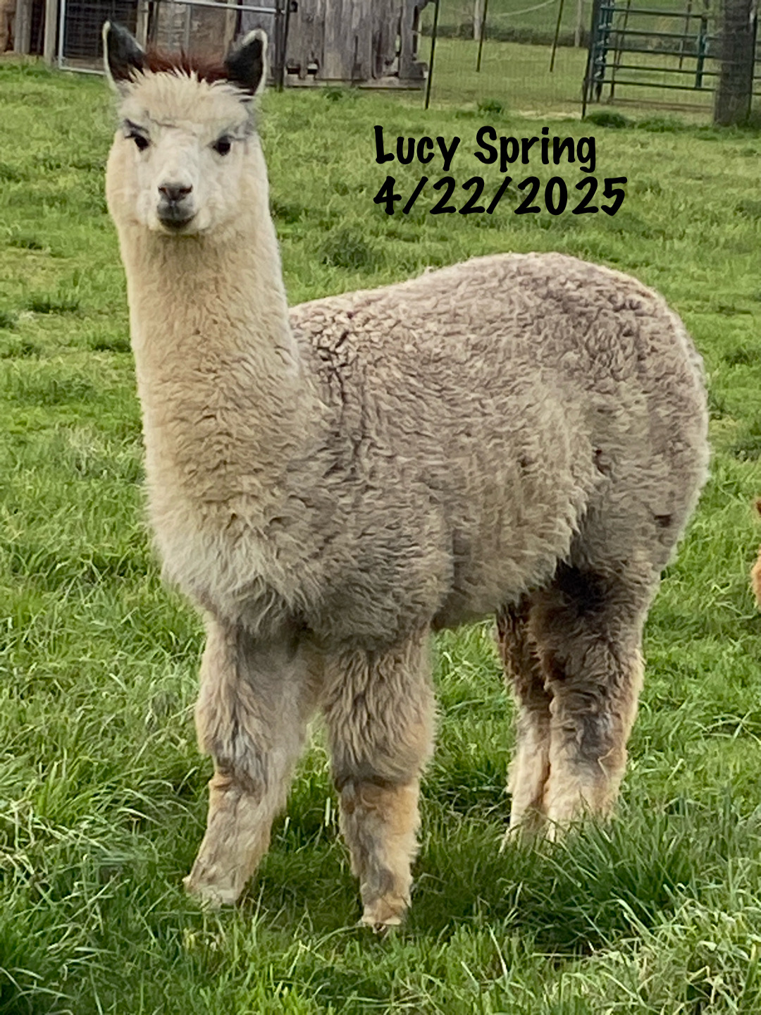 Alpaca Roving Blend - Image 5