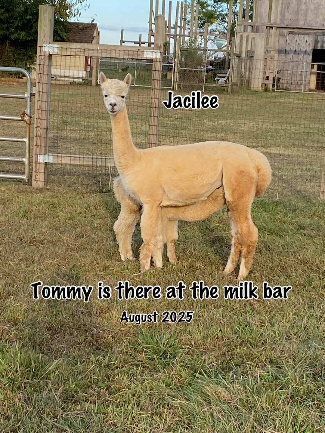 Quarry Critters Jacilee - Image 4