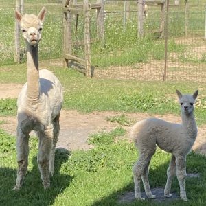 Quarry Critters Jacilee