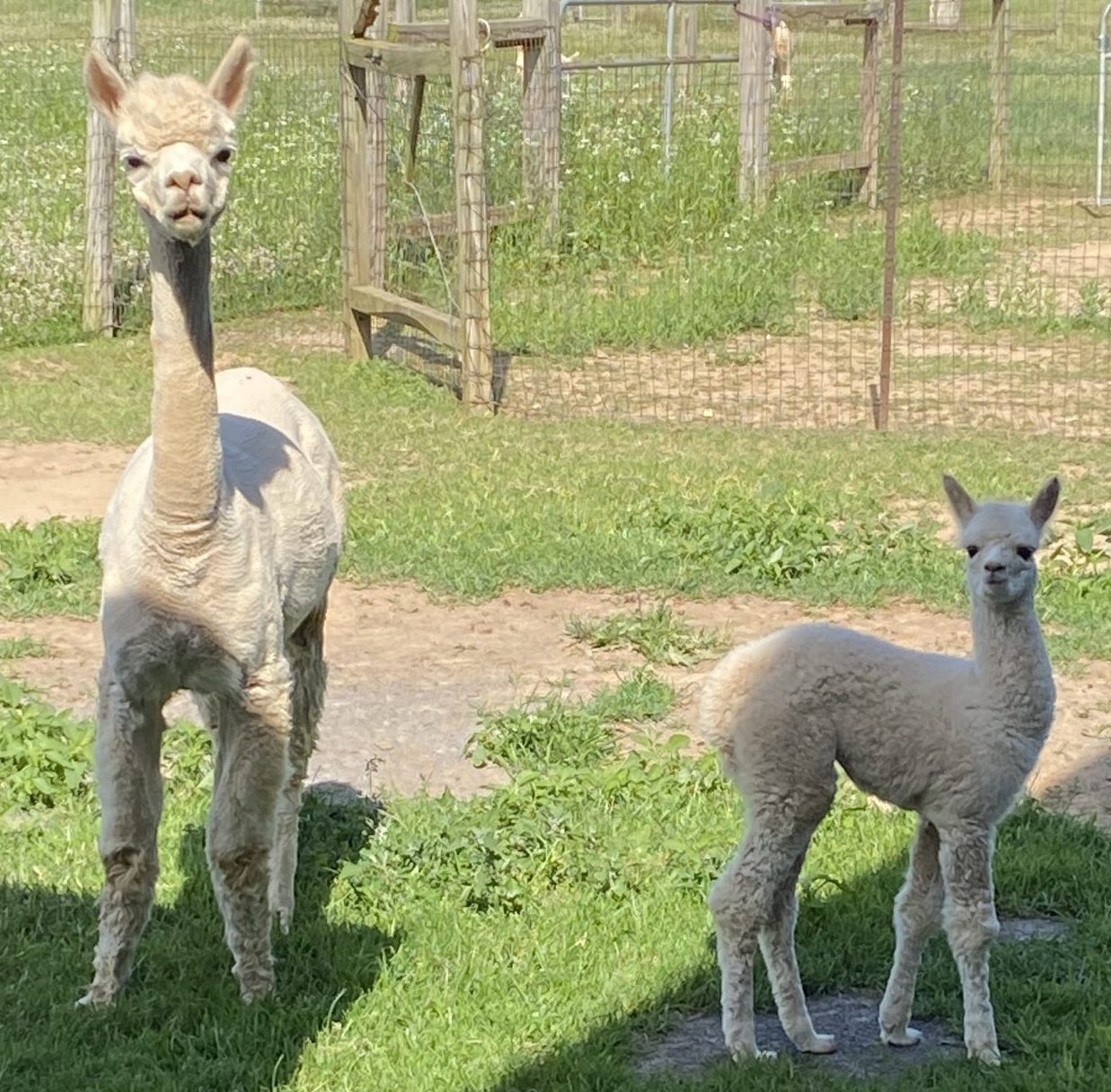 Quarry Critters Jacilee